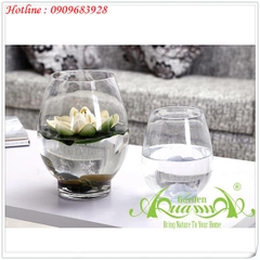 Quả Dưa Đế Dày - Thủy Tinh AquaGarden