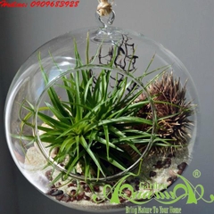 Bộ Không Khí AquaGarden_75