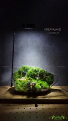 Terrarium 211 - Dreamland