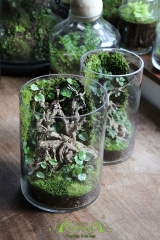 Terrarium 302 - Starlight