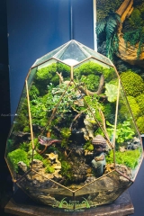 Terrarium 262 - Phúc
