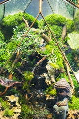 Terrarium 262 - Phúc