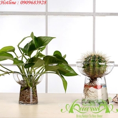 Nấm Lùn Ren - Thủy Tinh AquaGarden