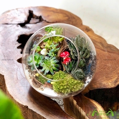 Terrarium 38 - Khu Rừng Kì Diệu