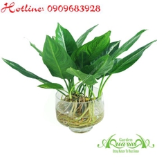 Đại Phát 03 - Cây Thuỷ Canh