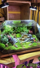 Terrarium 57 - Peaceful Garden
