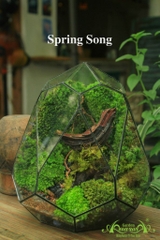 Terrarium 07 - Spring Song