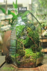 Terrarium 08 - Spring Rain