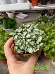 Lá May Mắn - Cây Trồng Terrarium AquaGarden