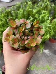 Lá May Mắn - Cây Trồng Terrarium AquaGarden