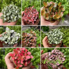 Lá May Mắn - Cây Trồng Terrarium AquaGarden