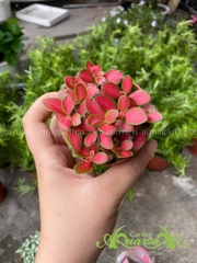 Lá May Mắn - Cây Trồng Terrarium AquaGarden