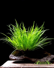 Thạch Xương Bồ - Cây Trồng Terrarium AquaGarden