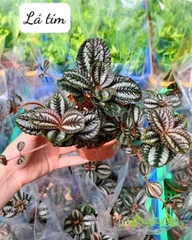 Lá Tím - Cây Trồng Terrarium AquaGarden