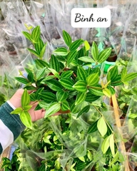 Bình An - Cây Trồng Terrarium AquaGarden