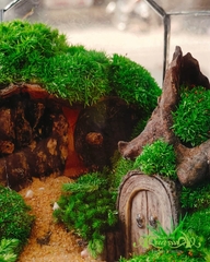 Terrarium 381 - Huyền Môn