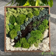 Terrarium 44 - beauty of moss