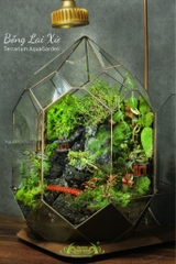 Terrarium 284 - Bồng Lai Xứ