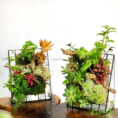 Terrarium 51 -  Vườn Bách Thảo