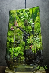 Terrarium 275 - Rừng Đêm