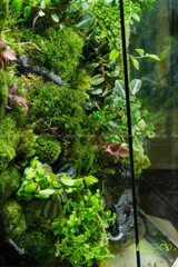 Terrarium 275 - Rừng Đêm