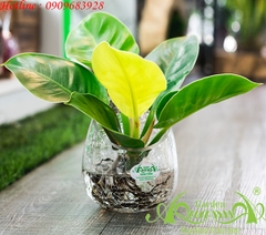 Đế Vương Vàng 06 - Cây Thủy Canh