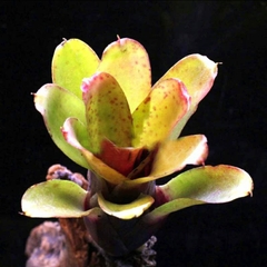 Dứa Hồng Phụng - Dứa Nam Mỹ - Cây Trồng Terrarium AquaGarden