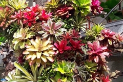 Dứa Hồng Phụng - Dứa Nam Mỹ - Cây Trồng Terrarium AquaGarden