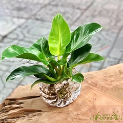 Đế Vương Vàng 01 - Cây Thủy Canh
