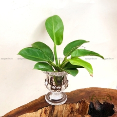 Đế Vương Vàng 30 - Cây Thủy Canh
