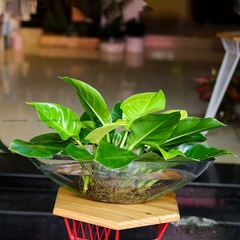 Đế Vương Vàng 12 - Cây Thủy Canh