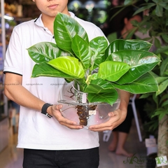 Đế Vương Vàng 11 - Cây Thủy Canh
