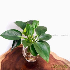 Đế Vương Xanh 05 - Cây Thủy Canh
