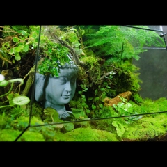 Terrarium 319 - Fairyland