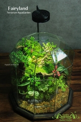 Terrarium 326 - Fairyland