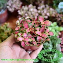 Lá May Mắn Hồng - Cây Trồng Terrarium AquaGarden