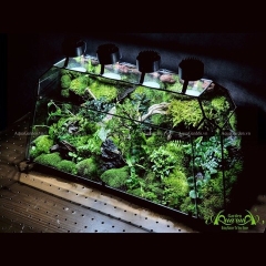 Terrarium 237 - Wonderful Garden