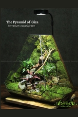 Terrarium 269 - The Pyramid of Giza