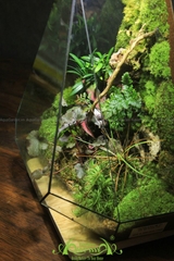 Terrarium 269 - The Pyramid of Giza