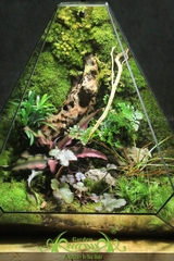 Terrarium 269 - The Pyramid of Giza
