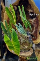 Cây Hạc Cam 01 - Cây Thủy Canh Giống Mới