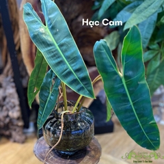 Cây Hạc Cam 02 - Cây Thủy Canh Giống Mới