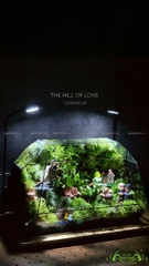 Terrarium 215 - The Hill of Love
