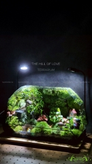 Terrarium 215 - The Hill of Love