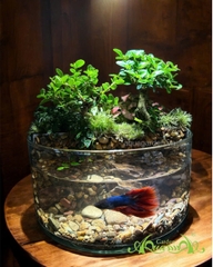 Terrarium 87 - Fengshui Charm