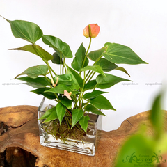 Hồng Môn 14 - Cây Thủy Canh