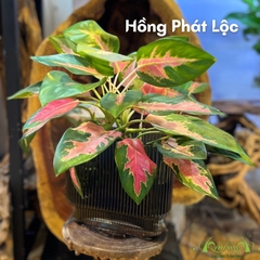Hồng Phát Lộc Đột Biến 03 - Cây Thủy Canh