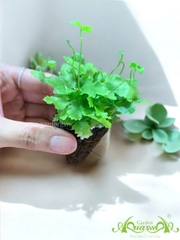 Dương Xỉ Mini - Cây Trồng Terrarium AquaGarden