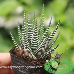 Móng Rồng Viền Trắng AquaGarden