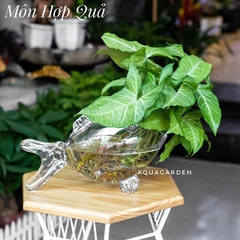 Môn Hợp Quả 01 - Cây Thủy Canh